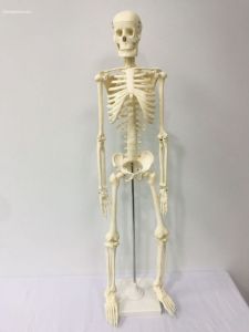 Mô hình Bộ xương