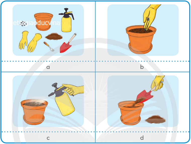 Quy trình các bước gieo hạt, trồng cây con trong chậu