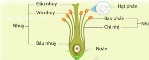 Sơ đồ: Các bộ phận của hoa