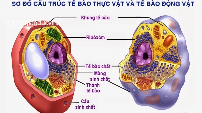 Cấu tạo của tế bào động vật và tế bào thực vật