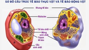 Cấu tạo của tế bào động vật và tế bào thực vật